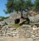 Olive tree and shepherd shelter Brac